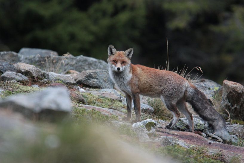 Fox, Wildlife by Dominik Imhof