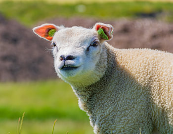 Schaap