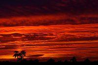 Sonnenuntergangs-Nationalpark Hoge Veluwe