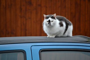 Kat op autodak van Susan Dekker