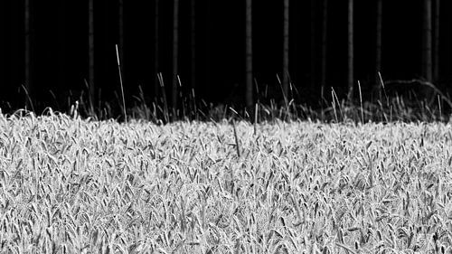 Een graantje meepikken