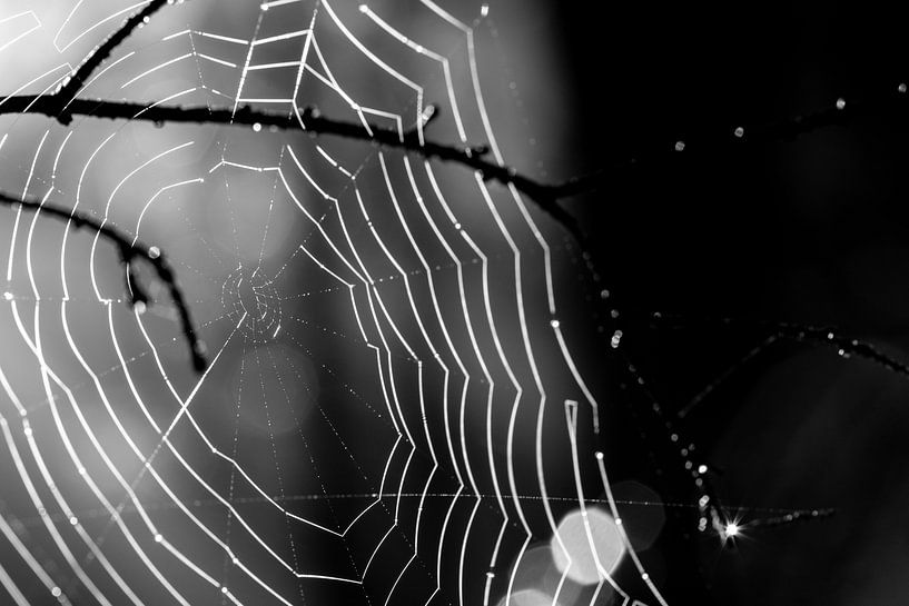 Das Spinnennetz im Gegenlicht. Wo ist die Spinne? von Hans de Waay