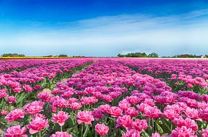 Roze pioentulpen