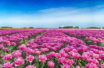 Roze pioentulpen