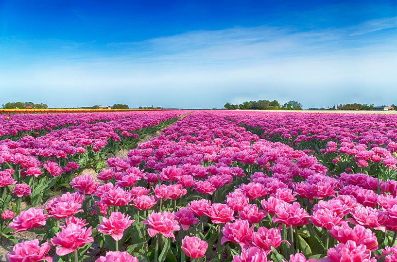 Pink peony tulips by Sandra de Heij