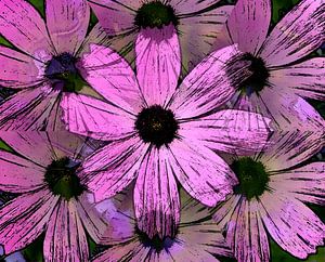 Délire de Cosmea