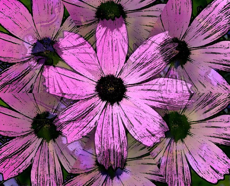 Cosmea delusion by Jose Lok