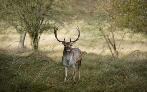 Burning fallow deer in the dunes