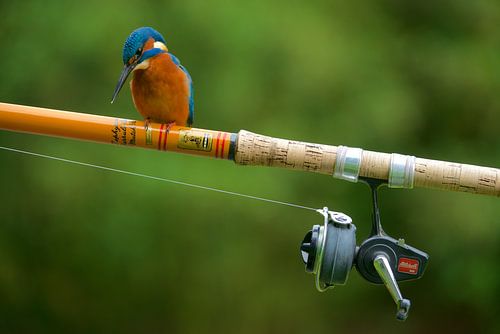 Kingfisher - The fisherman by Kingfisher.photo - Corné van Oosterhout