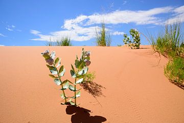 Diverse woestijnplanten van Frank's Awesome Travels