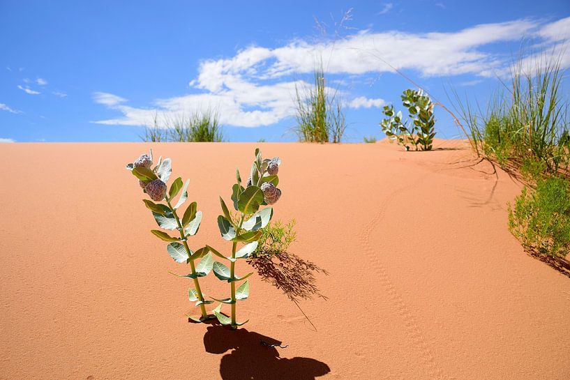 Various desert plants by Frank's Awesome Travels