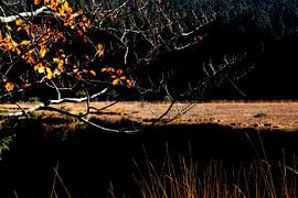 FORÊT DE BAVIÈRE 7 sur Miroslav Ptacek