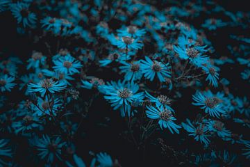Blume Aster Blau Liegend von Raaf