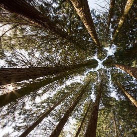 sequoia bomen vanuit beneden gezien  van Mario Driessen