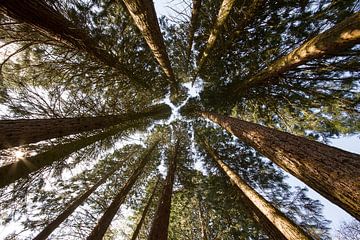 sequoia bomen vanuit beneden gezien 