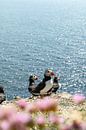 Papegaaiduikers op Canna - Schotland Fotografie van Henrike Schenk thumbnail