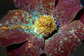 Tagette welke schittert in UV-licht