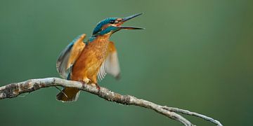 IJsvogel - Jonge ijsvogel verdedigt haar plekje