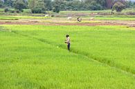 Cambodia - rice fields by Jolanda van Eek en Ron de Jong thumbnail