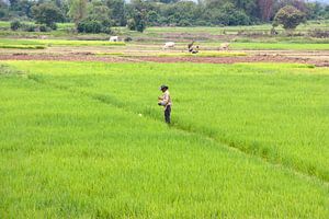 Cambodja - rijstvelden van Jolanda van Eek en Ron de Jong