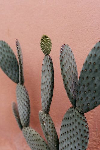 Cactus op roze muur in Hortus Botanicus Amsterdam