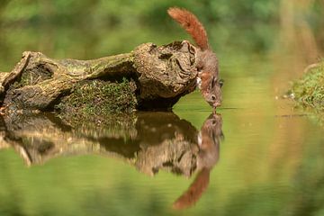 Thirsty squirrel by Gonnie van de Schans