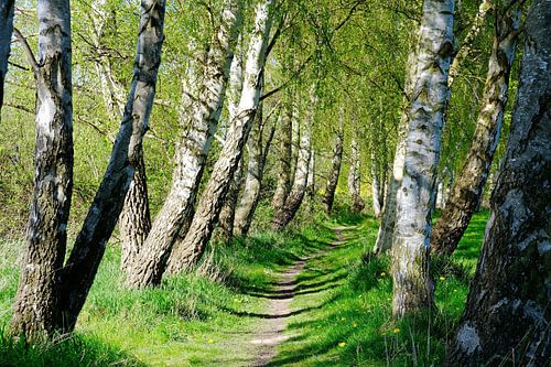 Birch path