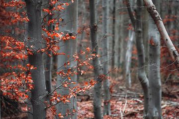 Oranje bladeren in een winterbos | Liesbos Breda Nederland van Merlijn Arina Photography