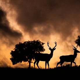 Silhouettes de cerfs nobles sur un paysage de nuages ardents. sur Arjen Heeres