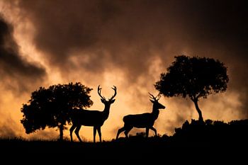 Noble deer silhouettes against a fiery cloudscape