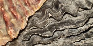 Oyster Shells 2x1