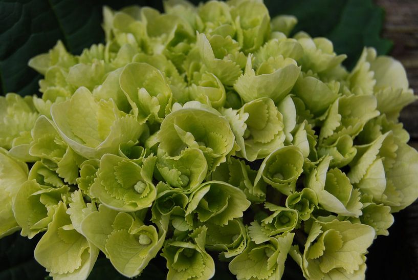 Hortensia groenwit von Spijks PhotoGraphics