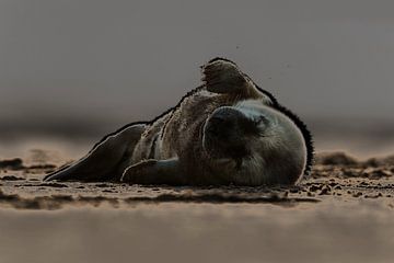 Young Grey Seal lying on the beach by Jeroen Stel