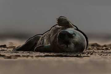 Jonge Grijze Zeehond liggend op het strand van Jeroen Stel