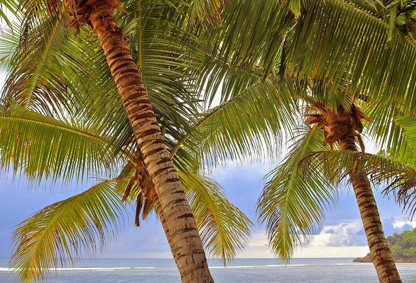 Tropische Palmen am Strand im Paradies auf den Seychellen von MPfoto71