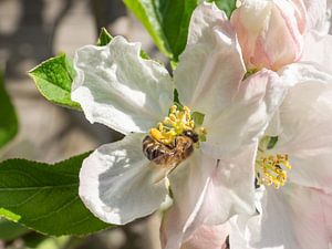 Apfelblüte