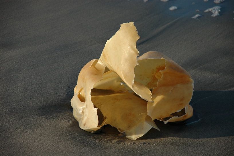 New life by Dick Mostaard