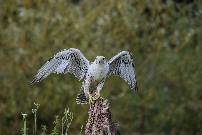 Slechtvalk van Erik Ramaker den Ouden