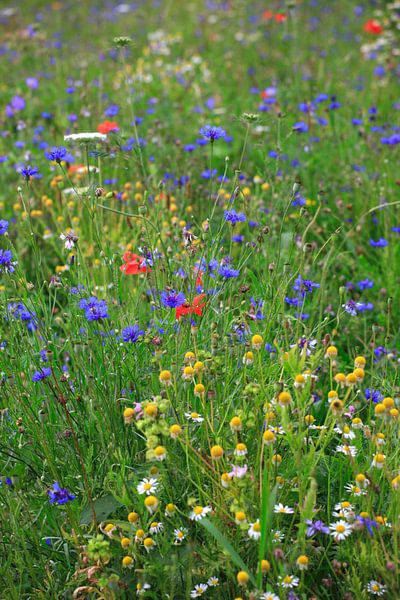 pure nature by Thomas Jäger