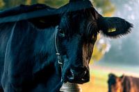 Black Cow