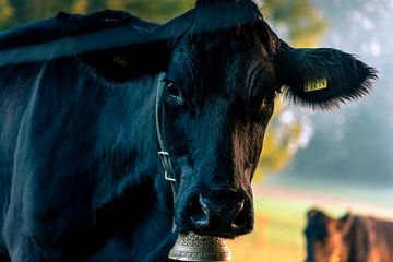 Black Cow van Stefan Heesch