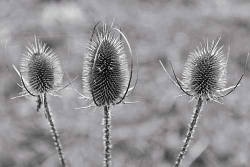 Trotse, wilde kaarden in het herfstlicht – zwart-wit