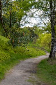 Ein frühlingsgrüner Waldweg in verträumter Atmosphäre