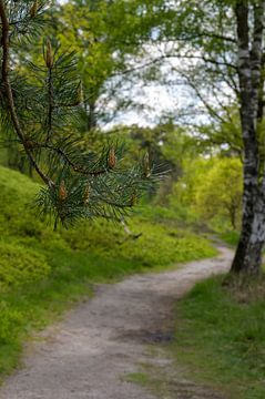 Un chemin forestier vert printanier dans une atmosphère de rêve sur Peter Bartelings