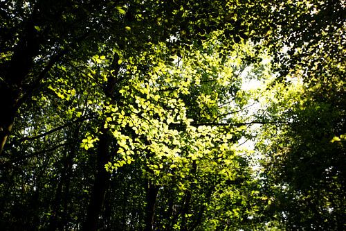 De vele bladeren van bomen in het bladerdak in Emsland, Nedersaksen, Duitsland