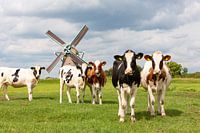 5 koeien voor een historische windmolen in Oud Ade