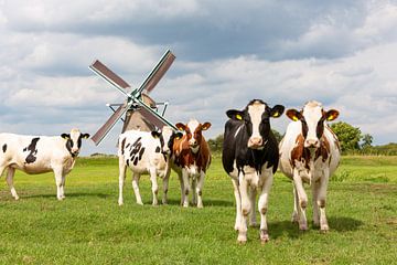 5 koeien voor een historische windmolen in Oud Ade van Pixable