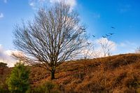 Posbank Veluwezoom with birds in the background