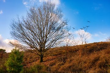 Posbank Veluwezoom met vogels op de achtergrond van Rick van de Kraats