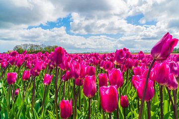 Violette Tulpen von Ivo de Rooij